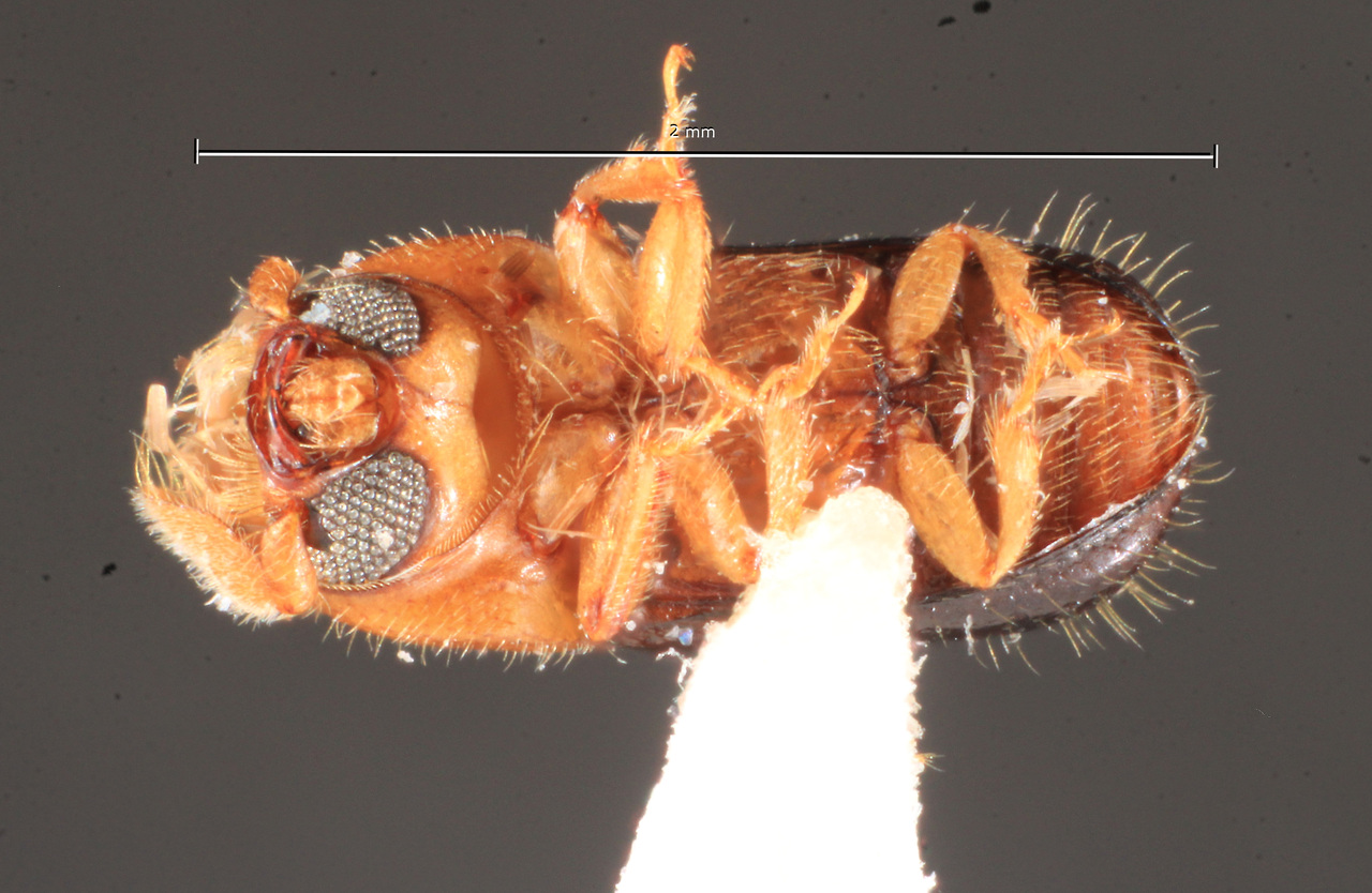 Genus / Species: <i>Corthylus versicolor</i> | Image Author: TH Atkinson | Location: Rep. Dominicana, Puerto Plata, Pico El Murazo | Image Type: paratype | Collection: Carnegie Museum of Natural History