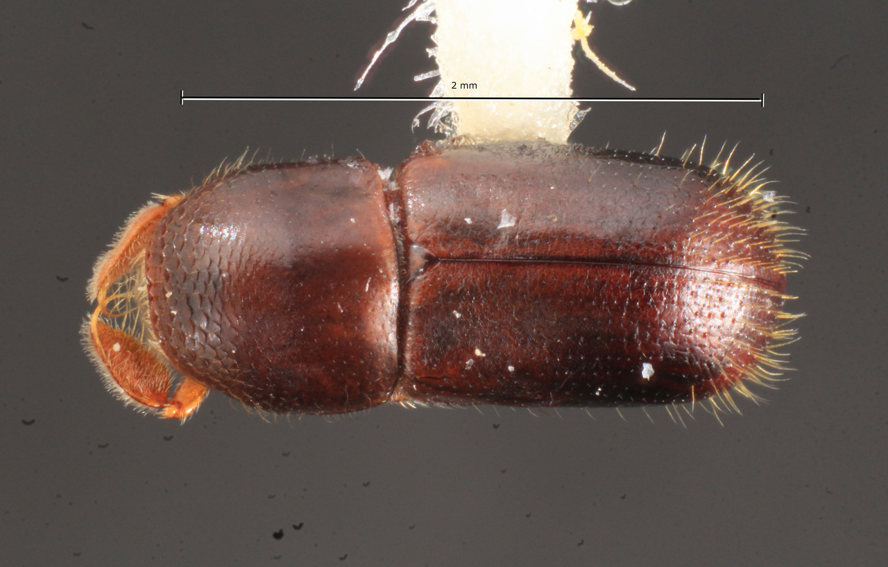 Genus / Species: Corthylus monticellus | Image Author: TH Atkinson | Location: Rep. Dominicana, Barahona, Eastern Sierra, Bahoruco, Reserva Cachote | Image Type: holotype | Collection: Carnegie Museum of Natural History
