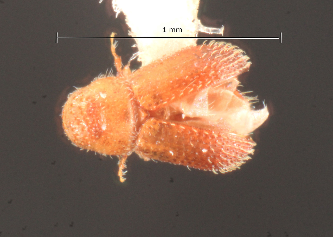Genus / Species: Stevewoodia atomus | Image Author: TH Atkinson | Location: Puerto Rico, Bosque Estatal Guajataca | Image Type: paratype | Collection: Carnegie Museum of Natural History