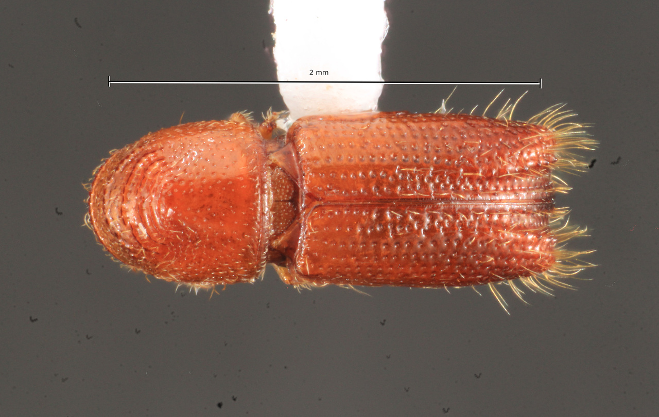 Genus / Species: Pityophthorus obtusipennis | Image Author: TH Atkinson | Location: México, Hidalgo, La Mojonera, 2.5 km NE | Collection: Florida State Collection of Arthropods