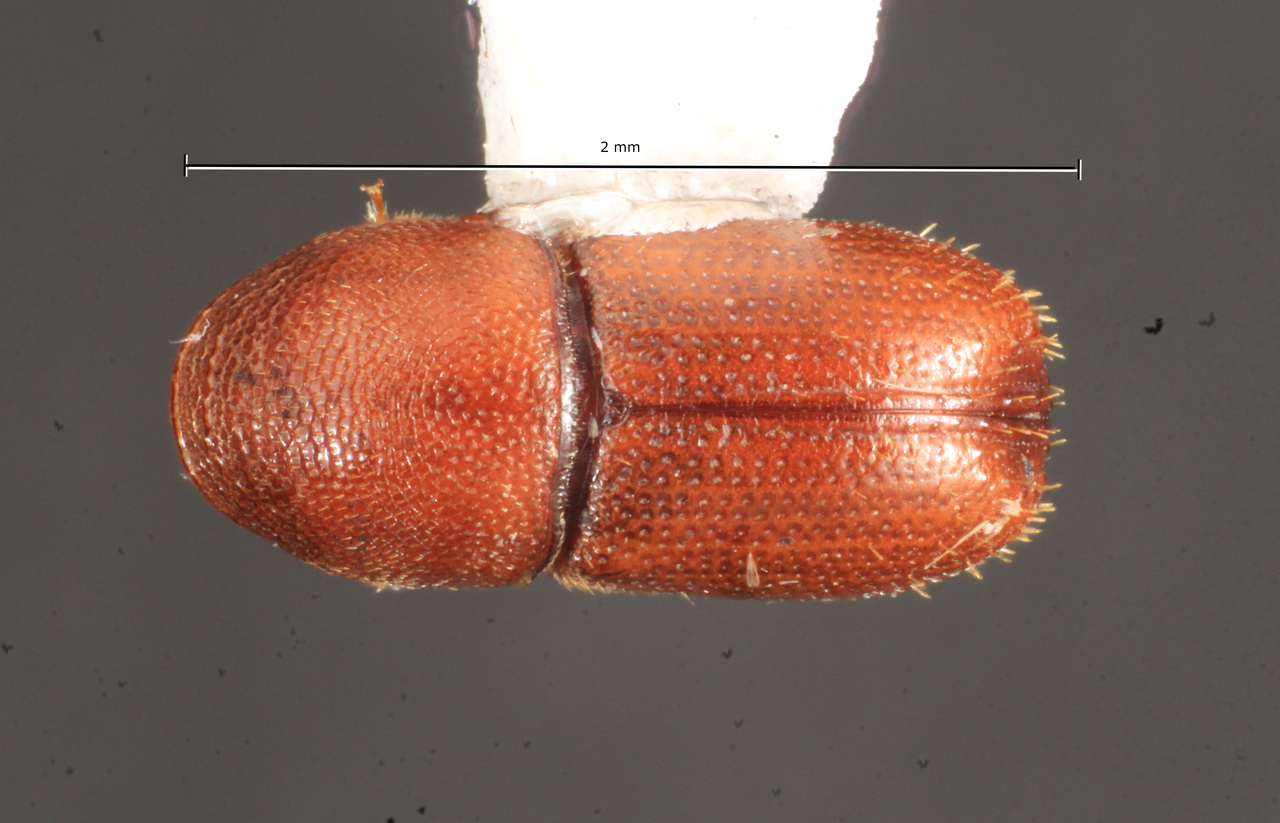 Genus / Species: Araptus conditus | Image Author: TH Atkinson | Location: Fr. Guiana, Amazone Nature Lodge, Kaw Rd. | Collection: Florida State Collection of Arthropods