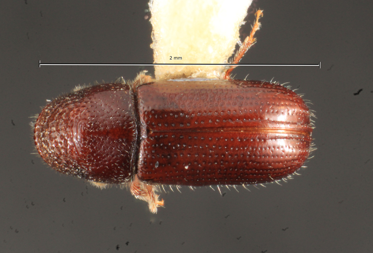Genus / Species: Pityophthorus impexus | Image Author: TH Atkinson | Location: México, Chiapas, Pueblo Nuevo, 2 mi NW | Collection: Florida State Collection of Arthropods