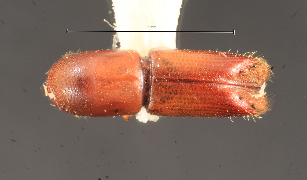 Genus / Species: Monarthrum terminatum | Image Author: TH Atkinson | Location: Honduras, Olancho, Parque Nal. La Muralla | Collection: Florida State Collection of Arthropods