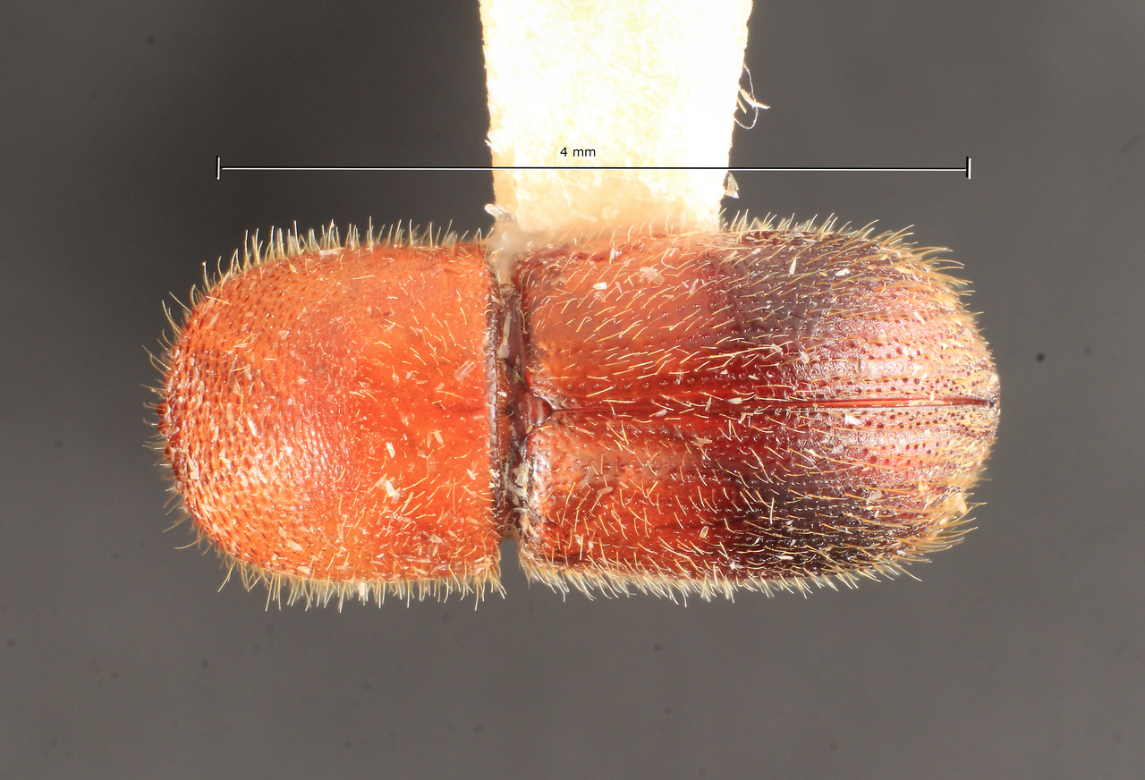 Genus / Species: Dryocoetoides rusticus | Image Author: TH Atkinson | Location: Brazil, Rôndonia, Ariquemes, 62 km SW | Collection: Florida State Collection of Arthropods