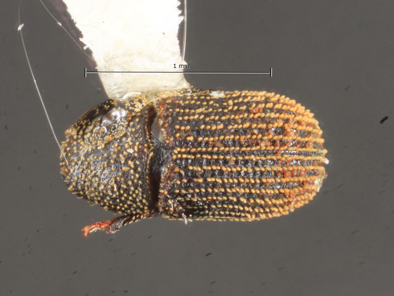 Genus / Species: Phloeotribus squamatus | Image Author: TH Atkinson | Location: Honduras, Olancho, Parque Nal. La Muralla | Collection: Florida State Collection of Arthropods