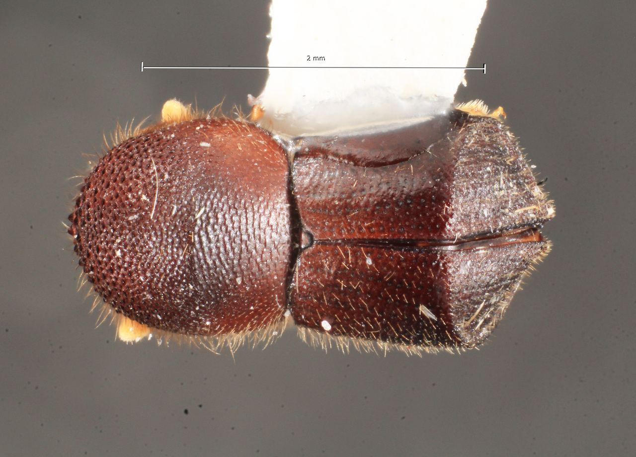 Genus / Species: Cnestus schoenmanni | Image Author: TH Atkinson | Location: Brazil, Rôndonia, Ariquemes, 62 km SW | Collection: Florida State Collection of Arthropods