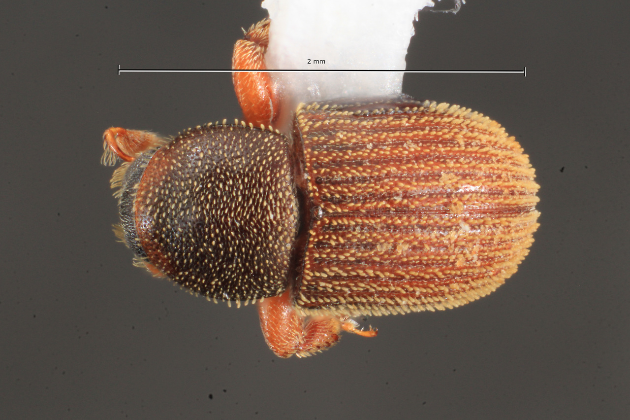 Genus / Species: Pycnarthrum carinatum | Image Author: TH Atkinson | Location: Bolivia, Santa Cruz, Buena Vista, 3.7 km SSE, Hotel Flora & Fauna | Collection: Florida State Collection of Arthropods
