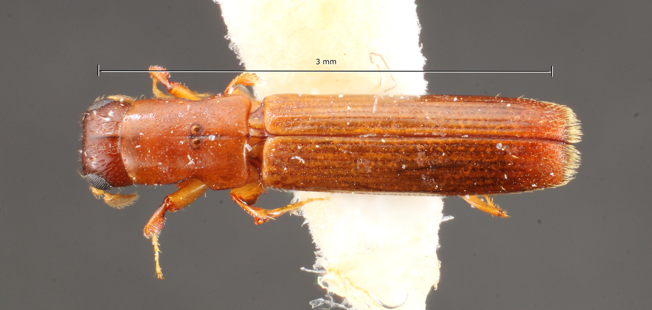 Genus / Species: Epiplatypus vegestus | Image Author: TH Atkinson | Location: Costa Rica, Heredia, 6km ENE Vara Blanca | Collection: Inventario Biológico Nacional