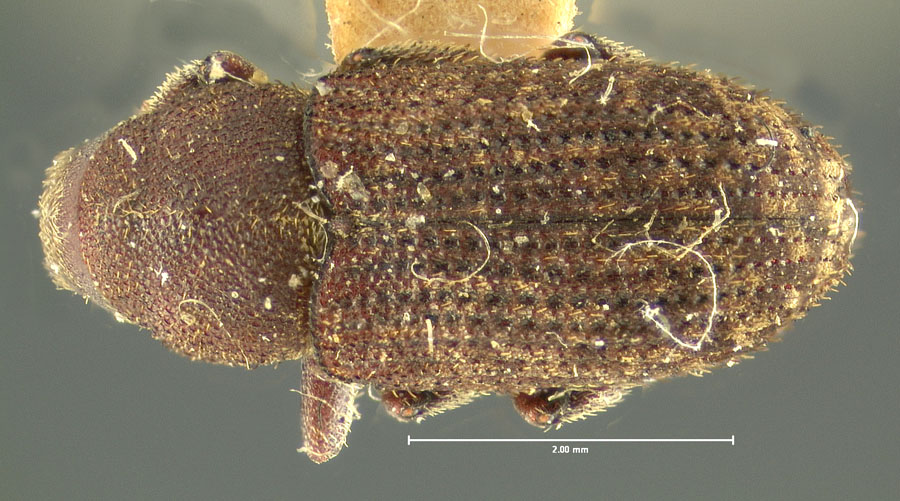 Genus / Species: Pseudohylesinus granulatus | Location: United States, Oregon, Oregon (state) | Image Type: holotype | Collection: Museum of Comparative Zoology