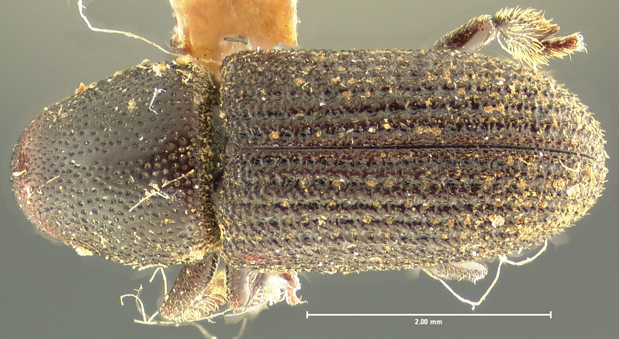 Genus / Species: Hylastes salebrosus | Location: Costa Rica, Cartago, Cartago, 5 mi (8 km) SE | Image Type: syntype | Collection: Entomology