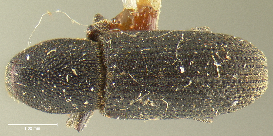 Genus / Species: Hylastes macer | Location: United States, California, California (state) | Image Type: lectotype | Collection: Museum of Comparative Zoology