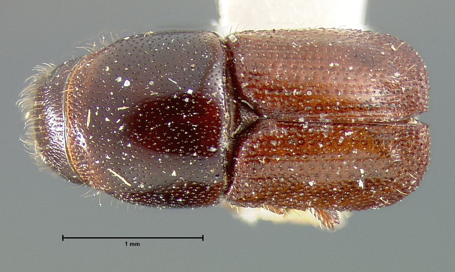 Genus / Species: Scolytus praeceps | Location: United States, California, Calaveras Co. | Image Type: lectotype | Collection: Museum of Comparative Zoology