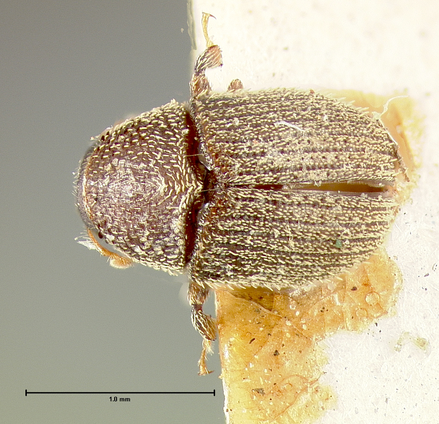 Genus / Species: Chramesus chapuisi | Location: United States, Louisiana, Louisiana (state) | Image Type: holotype | Collection: Museum of Comparative Zoology