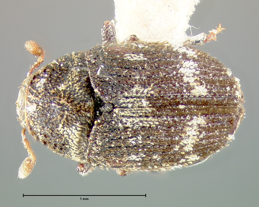 Genus / Species: Hylesinus fasciatus | Location: United States, Pennsylvania, York Co. | Image Type: holotype | Collection: Museum of Comparative Zoology