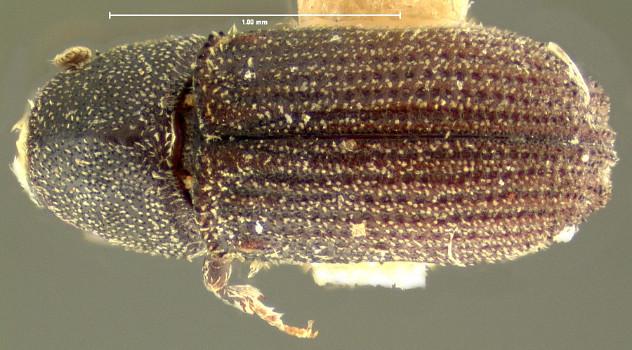 Genus / Species: Carphoborus simplex | Location: United States, California, Mojave | Image Type: lectotype | Collection: Museum of Comparative Zoology