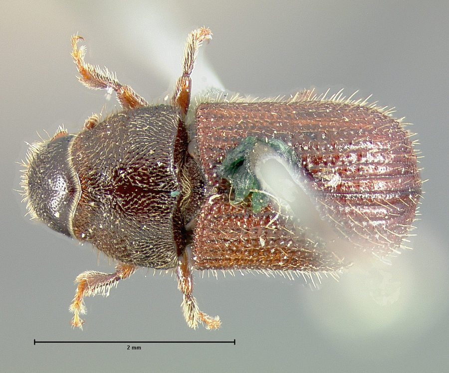 Genus / Species: Dendroctonus simplex | Location: Canada, unknown, Canada | Image Type: lectotype | Collection: Museum of Comparative Zoology