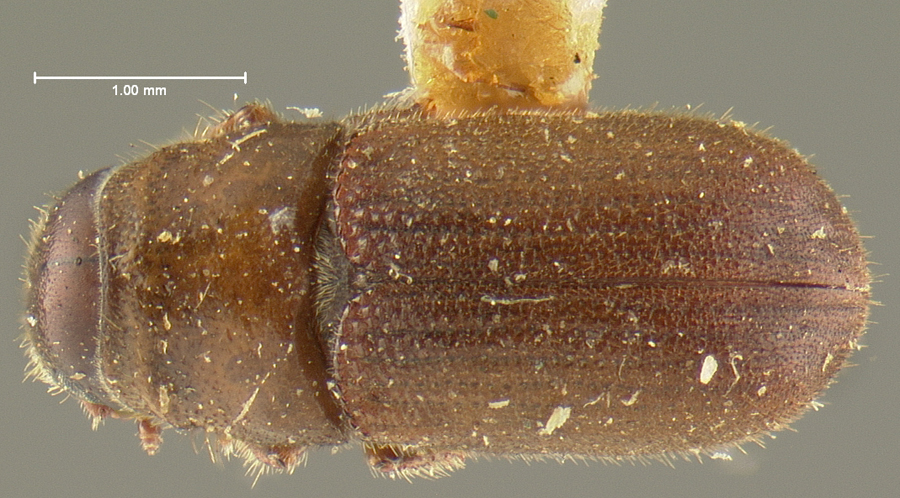 Genus / Species: Dendroctonus brevicomis | Location: United States, California, Middle California | Image Type: holotype | Collection: Museum of Comparative Zoology