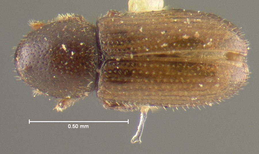 Genus / Species: Crypturgus pusillus | Location: United States, New York, New York (state) | Image Type: holotype | Collection: Museum of Comparative Zoology