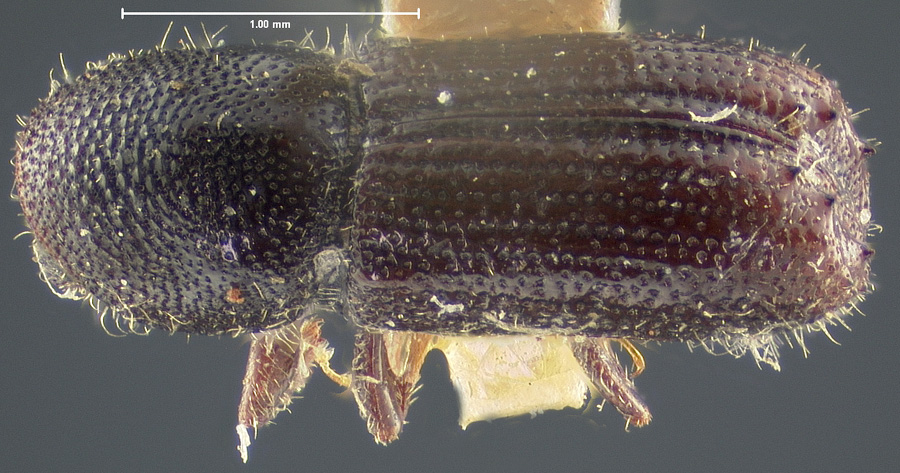 Genus / Species: Orthotomicus caelatus | Location: Canada, British Columbia, British Columbia (region / admin. unit) | Image Type: holotype | Collection: Museum of Comparative Zoology