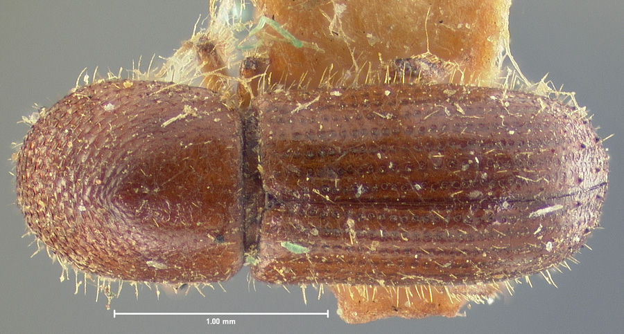 Genus / Species: Xyleborus pubescens | Location: United States, southern states | Image Type: lectotype | Collection: Museum of Comparative Zoology