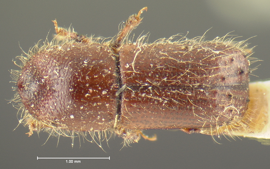 Genus / Species: Xyleborus celsus | Location: United States, Illinois, Illinois (state) | Image Type: holotype | Collection: Museum of Comparative Zoology