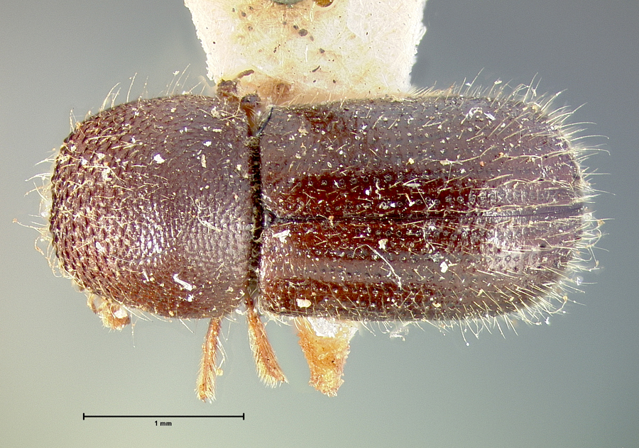 Genus / Species: Ambrosiodmus tachygraphus | Location: United States, North Carolina, North Carolina (state) | Image Type: holotype | Collection: Museum of Comparative Zoology