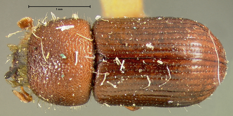 Genus / Species: Trypodendron scabricolle | Location: United States, District of Columbia, Washington | Image Type: holotype | Collection: Museum of Comparative Zoology