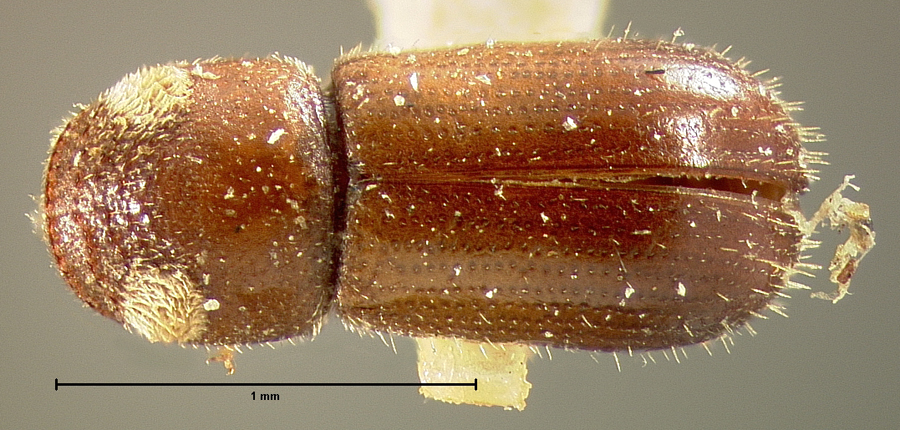 Genus / Species: Pityoborus comatus | Location: United States, South Carolina, South Carolina (state) | Image Type: holotype | Collection: Museum of Comparative Zoology