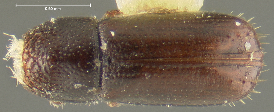 Genus / Species: Pityophthorus nitidulus | Location: United States, California, Calaveras Co. | Image Type: lectotype | Collection: Museum of Comparative Zoology