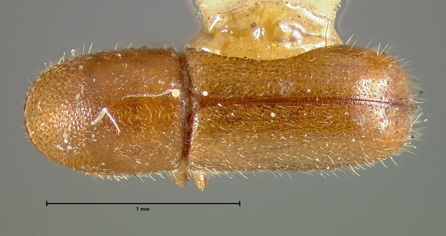Genus / Species: Gnathotrichus pilosus | Location: United States, California, California (state) | Image Type: lectotype | Collection: Museum of Comparative Zoology