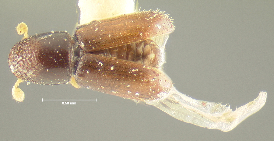 Genus / Species: Pseudopityophthorus asperulus | Location: United States, Virginia, Virginia (state) | Image Type: holotype | Collection: Museum of Comparative Zoology