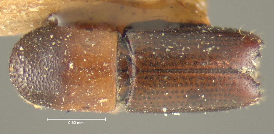 Genus / Species: Monarthrum dentigerum | Location: United States, California, California (state) | Image Type: holotype | Collection: Museum of Comparative Zoology