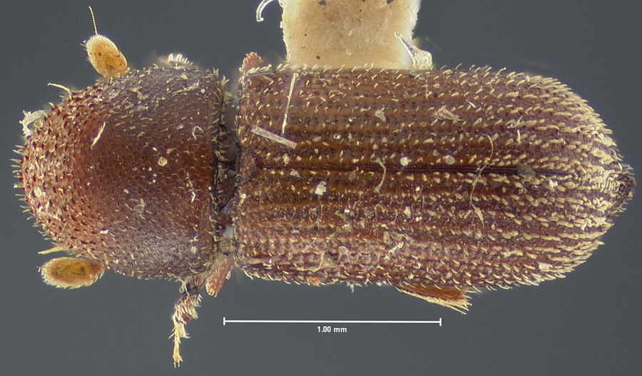 Genus / Species: Micracis suturalis | Location: United States, Virginia, Virginia (state) | Image Type: lectotype | Collection: Museum of Comparative Zoology