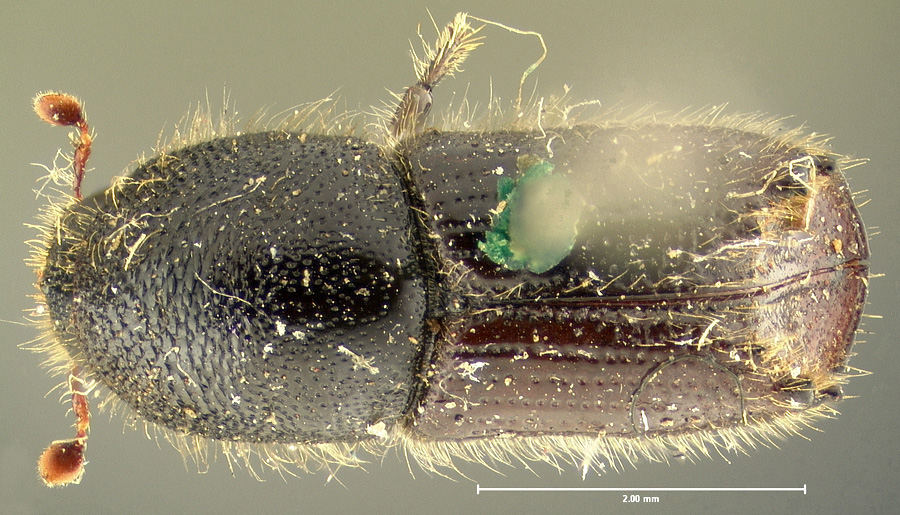 Genus / Species: Ips plastographus plastographus | Location: United States, California, California (state) | Image Type: holotype | Collection: Museum of Comparative Zoology
