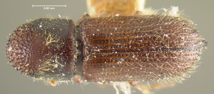 Genus / Species: Hylocurus hirtellus | Location: United States, California, 'Southern California' | Image Type: holotype | Collection: Museum of Comparative Zoology