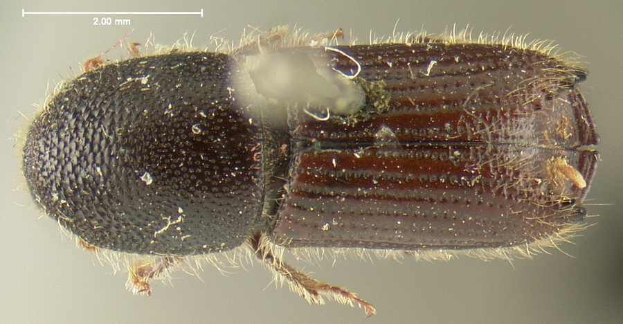 Genus / Species: Ips emarginatus | Location: United States, Oregon, Oregon (state) | Image Type: lectotype | Collection: Museum of Comparative Zoology