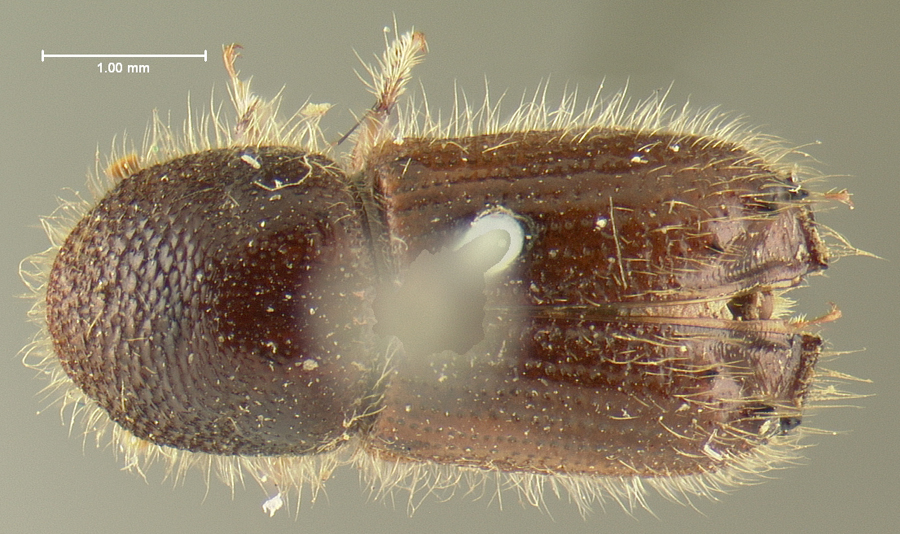 Genus / Species: Ips perturbatus | Location: Canada, Northwest Territories, Hudson Bay Territory | Image Type: lectotype | Collection: Museum of Comparative Zoology