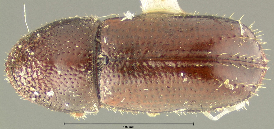 Genus / Species: Pityophthorus pulchellus | Location: United States, Michigan, Marquette | Image Type: lectotype | Collection: Museum of Comparative Zoology