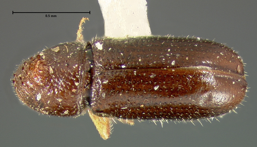 Genus / Species: Pityophthorus deletus | Location: United States, Colorado, Veta Pass | Image Type: lectotype | Collection: Museum of Comparative Zoology