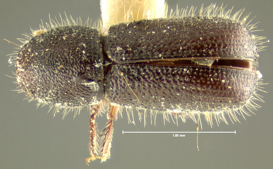 Genus / Species: Dendrocranulus cucurbitae | Location: United States, Utah, Utah (state) | Image Type: holotype | Collection: Museum of Comparative Zoology