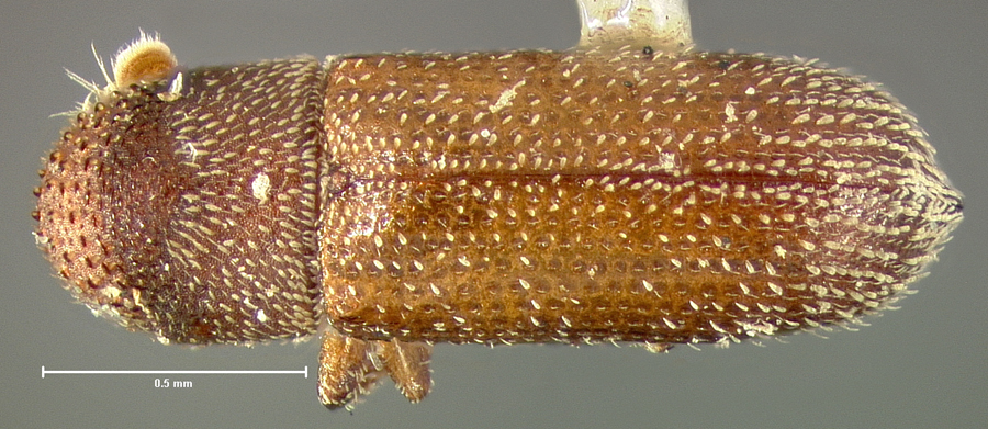 Genus / Species: Micracisella opacicollis | Location: United States, Michigan, Detroit | Image Type: holotype | Collection: Museum of Comparative Zoology