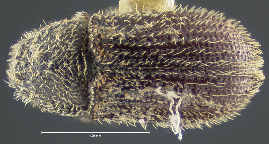 Genus / Species: Phloeotribus lecontei | Location: United States, Colorado, La Veta Pass | Image Type: holotype | Collection: Museum of Comparative Zoology