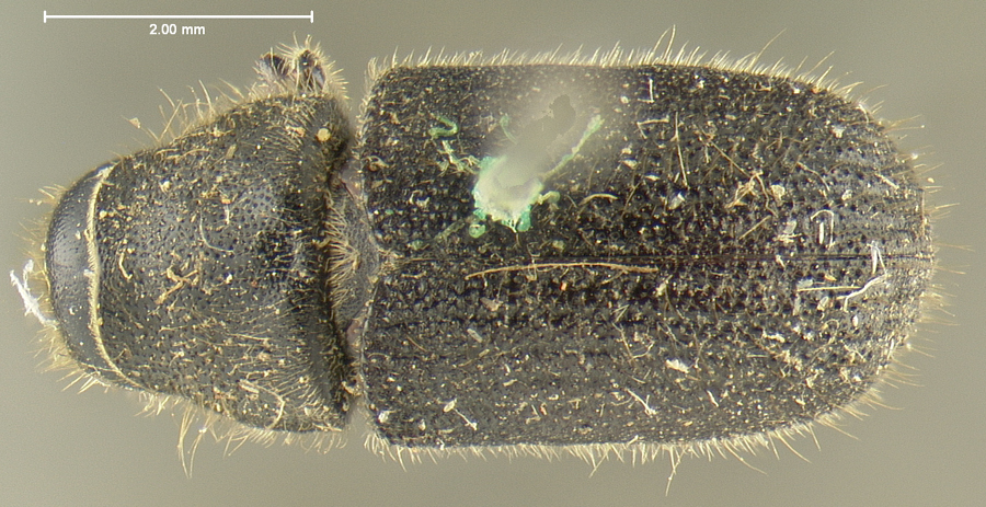 Genus / Species: Dendroctonus rufipennis | Location: United States, Oregon, Oregon (state) | Image Type: lectotype | Collection: Museum of Comparative Zoology