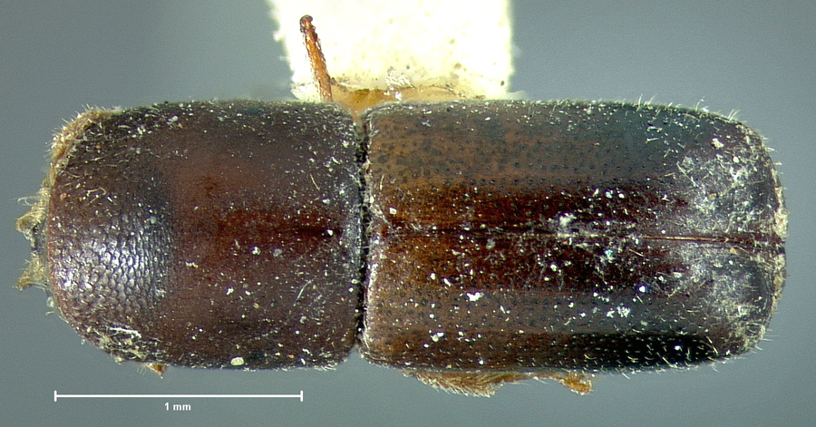 Genus / Species: Monarthrum scutellare | Location: United States, California, San Jose | Image Type: holotype | Collection: Museum of Comparative Zoology