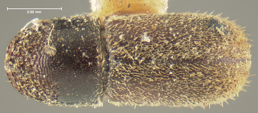 Genus / Species: Pseudopityophthorus pubipennis | Location: United States, California, San Jose | Image Type: lectotype | Collection: Museum of Comparative Zoology