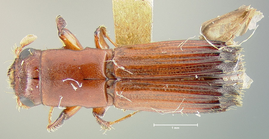 Genus / Species: Costaroplatus darlingtoni | Image Author: unknown | Location: Belize, Toledo, Toledo District | Image Type: holotype | Collection: Museum of Comparative Zoology