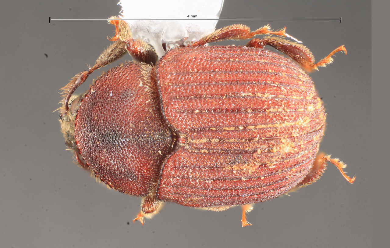 Genus / Species: Phloeotribus suturalis | Image Author: TH Atkinson | Location: Ecuador, Napo, Río Hollín, Naurupa-Loreto Rd. | Collection: British Museum (Natural History)