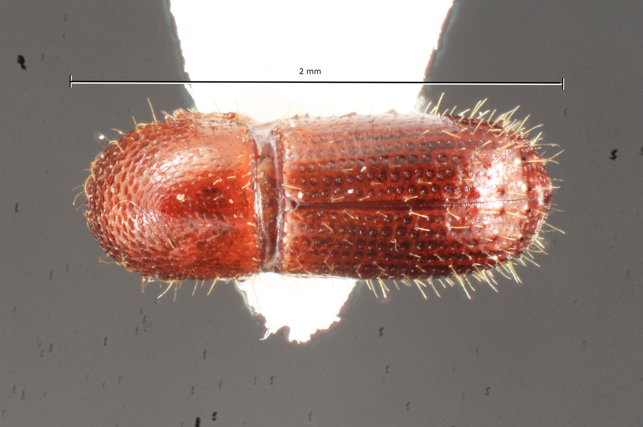 Genus / Species: Xyleborus volutus | Image Author: TH Atkinson | Location: Fr. Guiana, Nourages Saut-Pararé | Collection: British Museum (Natural History)