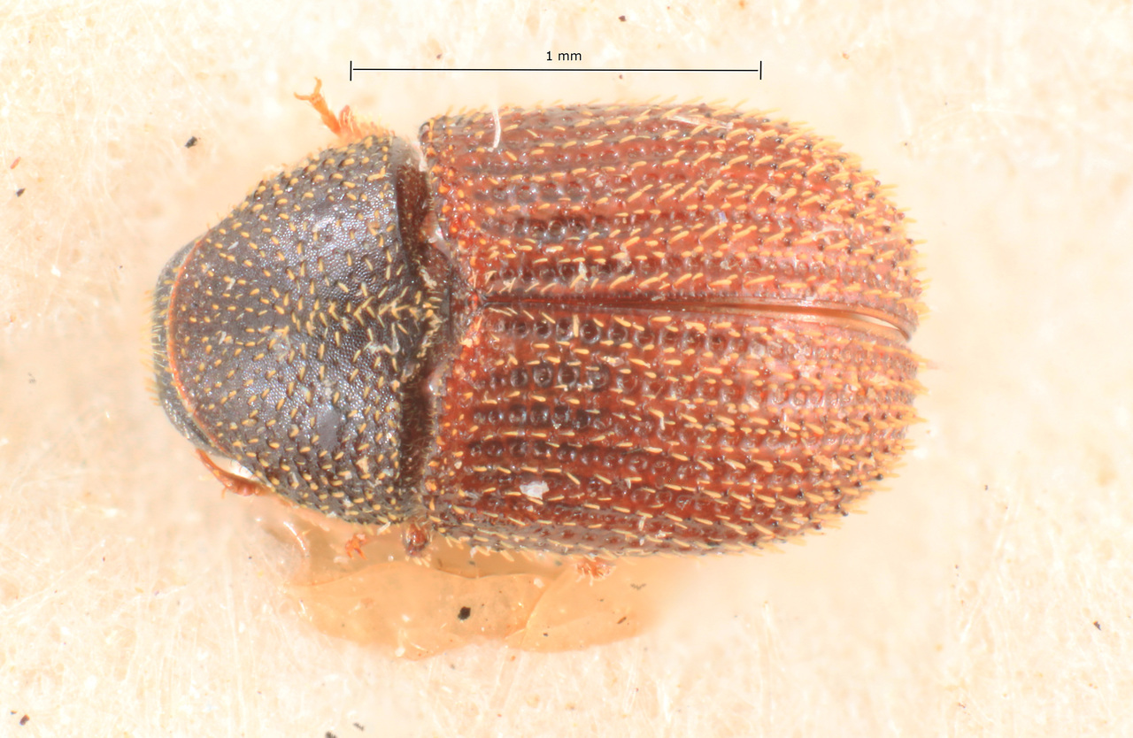 Genus / Species: Chramesus advena | Image Author: TH Atkinson | Location: Brazil, Bahia, Cachoeirinha-Una | Image Type: lectotype | Collection: Naturhistorisches Museum Wien