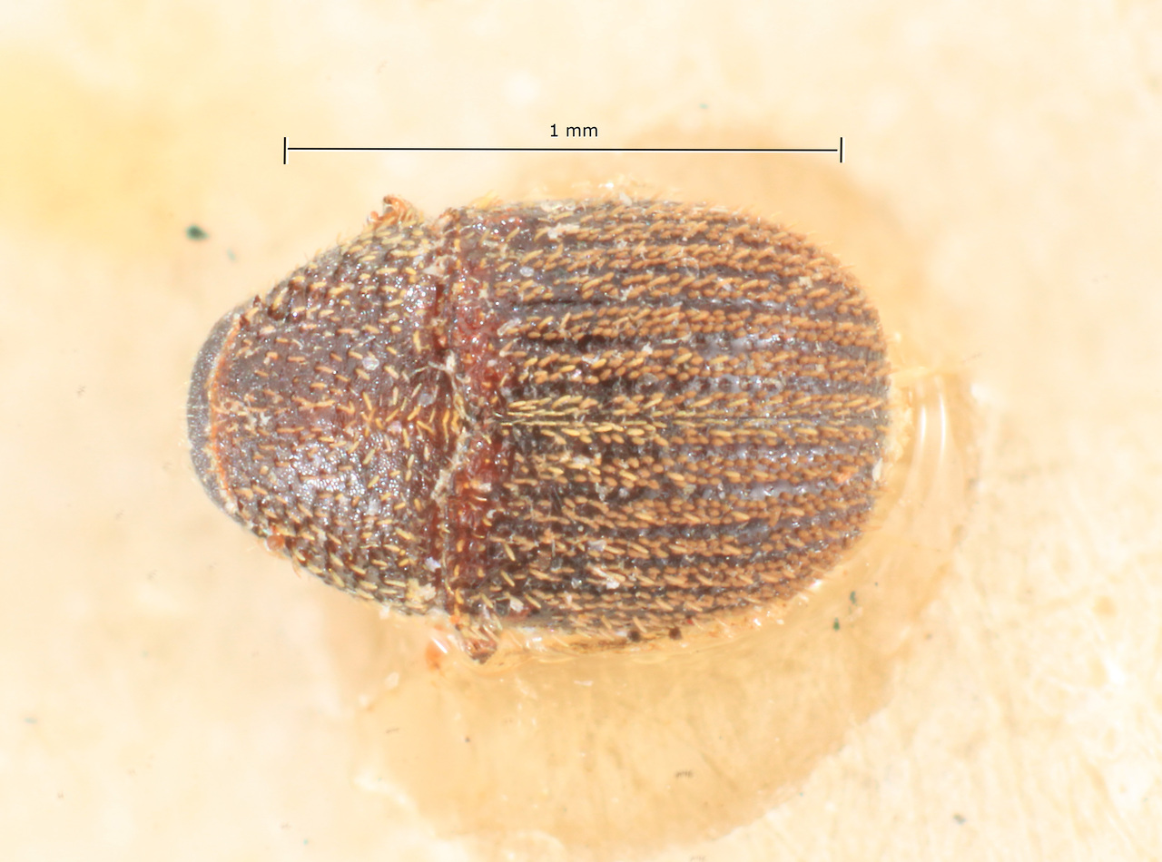 Genus / Species: Chramesus argentinensis | Image Author: TH Atkinson | Location: Argentina, Buenos Aires, Isla Martín Garcia | Image Type: lectotype | Collection: Naturhistorisches Museum Wien